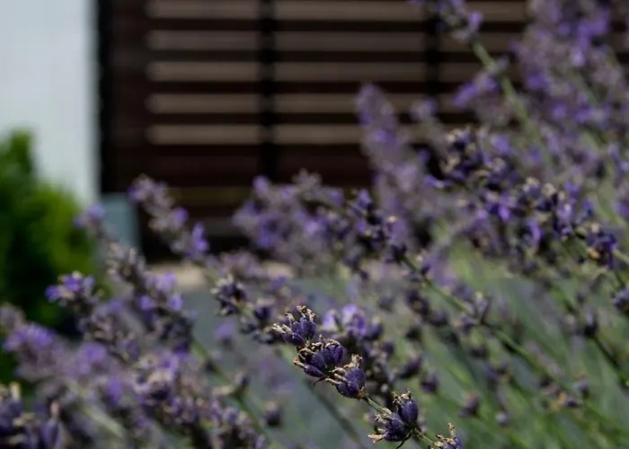 Saba Vendeghaz Tapolca